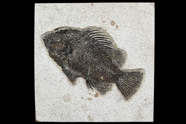 Fossil Fish (Cockerellites) - Green River Formation #107882
